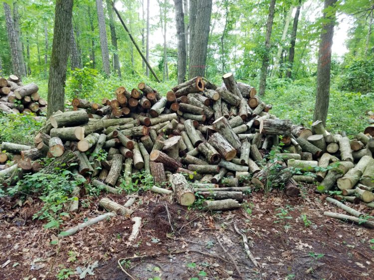 Unsplit Hardwood Firewood Full Cord Sassafras Farmstead